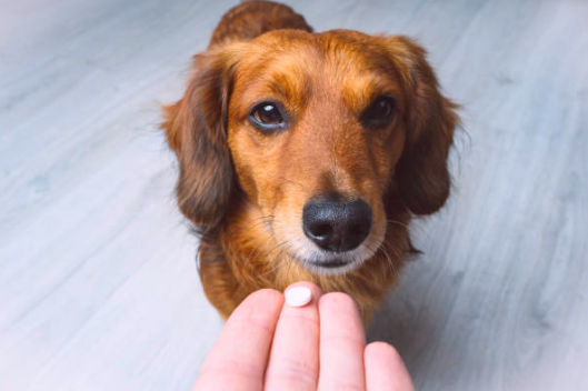 diarree hond kat