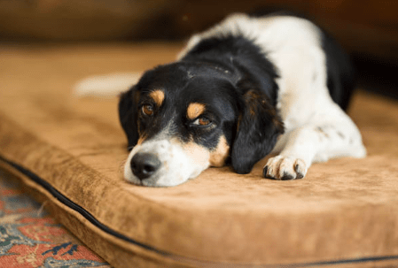 functionele ileus hond